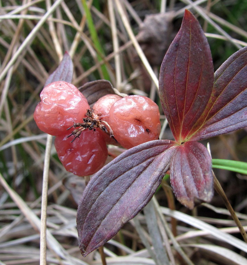 Image of Chamaepericlymenum suecicum specimen.