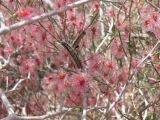 genus Calligonum. Ветви с плодами и кормящейся гусеницей. Таджикистан, Хатлонская обл., Кабодиёнский р-н, слабозакреплённые пески. 26 апреля 2011 г.