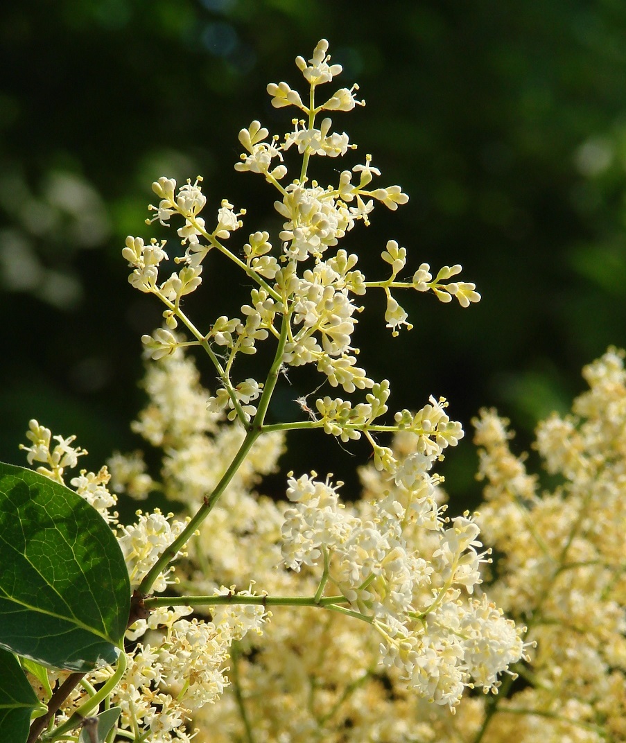 Image of Syringa amurensis specimen.