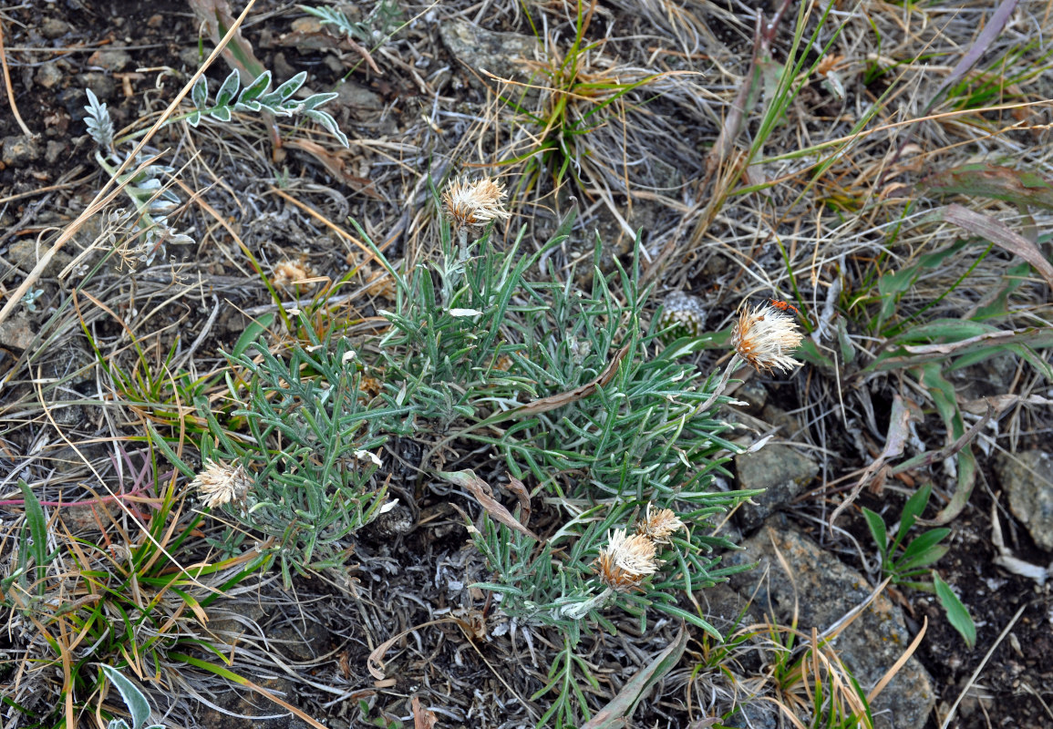 Image of genus Jurinea specimen.