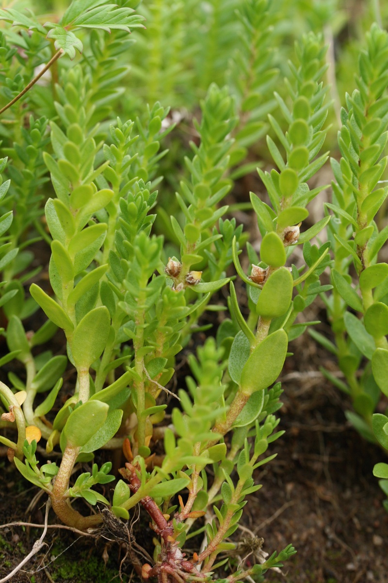 Image of Glaux maritima specimen.