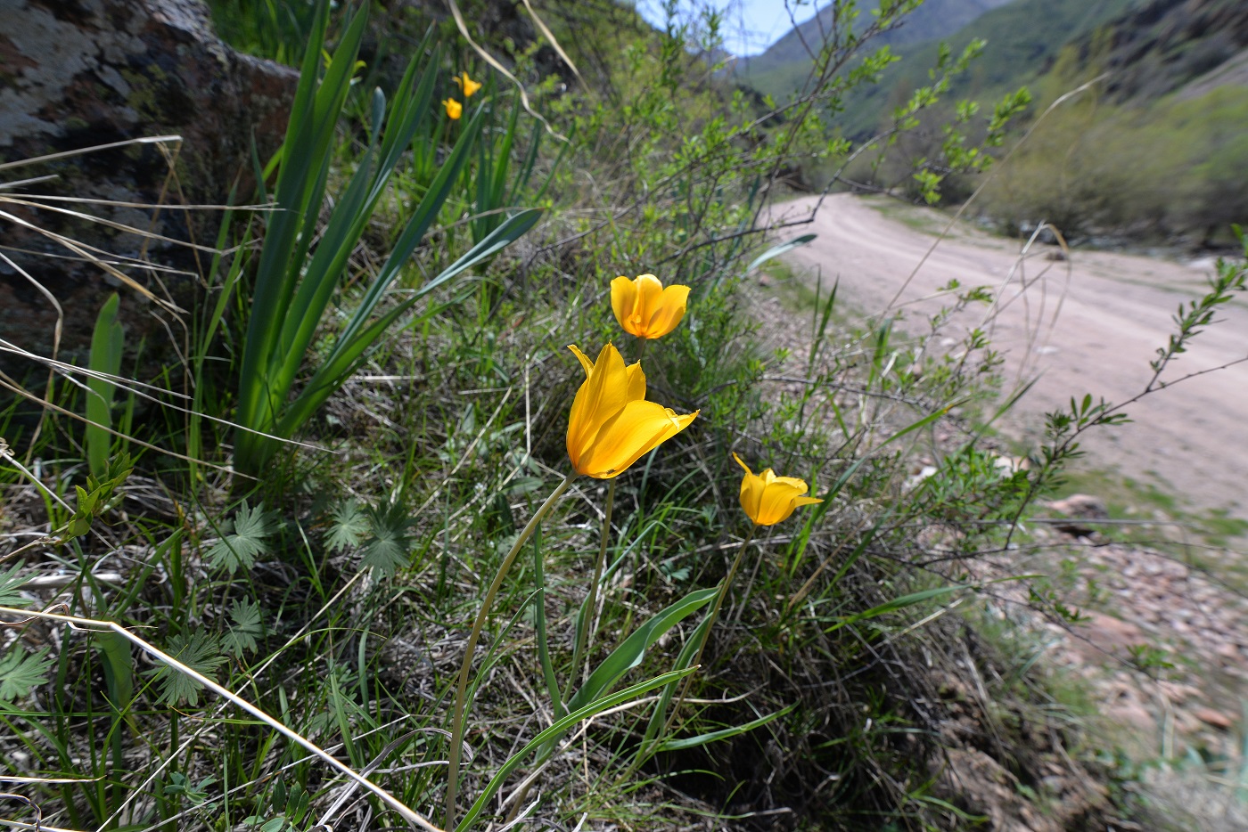 Изображение особи Tulipa ostrowskiana.