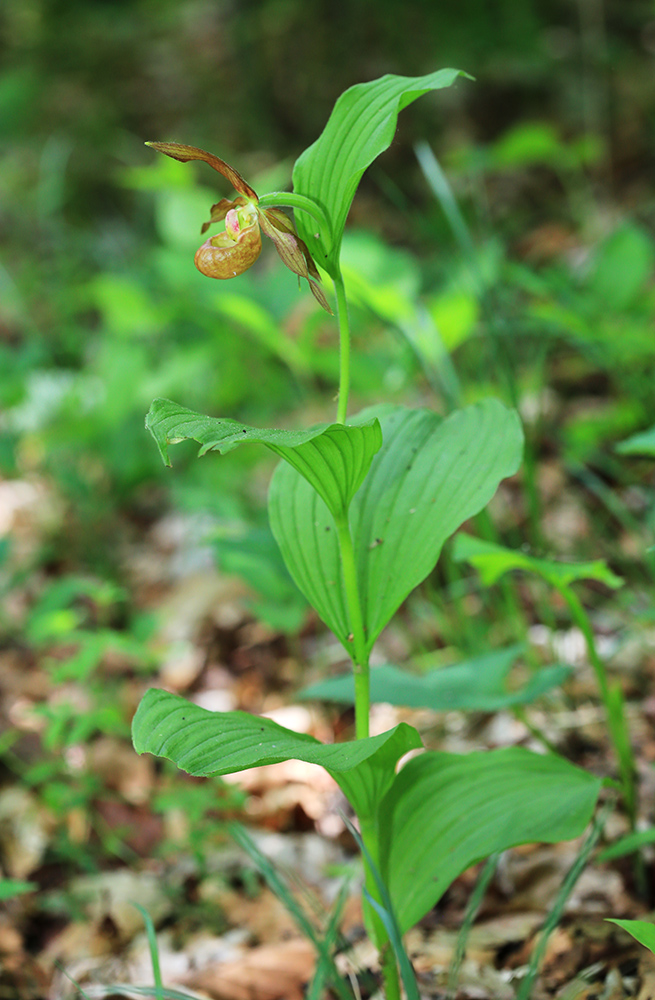 Image of Cypripedium shanxiense specimen.