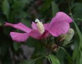 Hibiscus syriacus