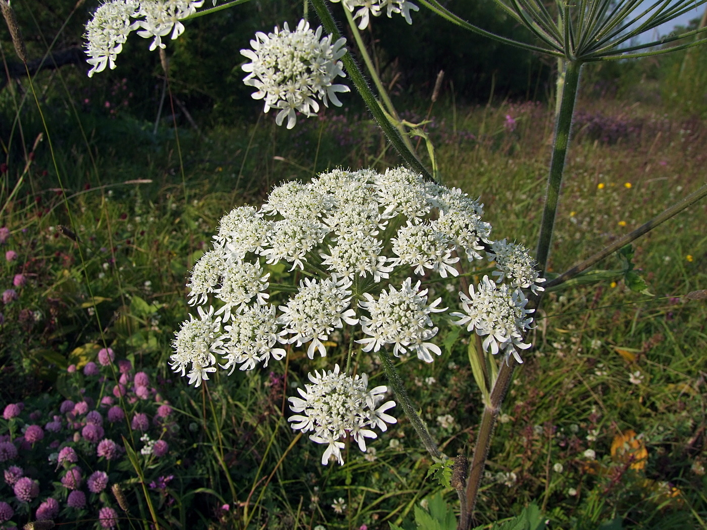 Image of Heracleum dissectum specimen.