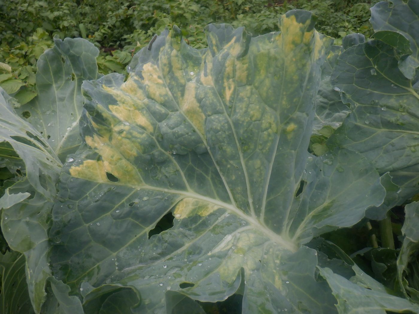 Изображение особи Brassica oleracea var. capitata.