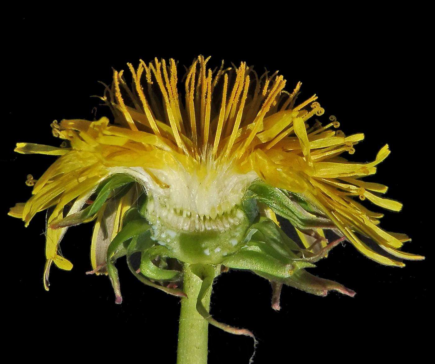 Изображение особи Taraxacum officinale.