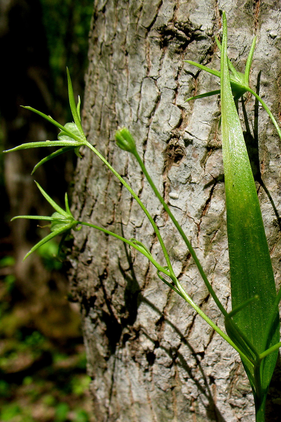 Image of Gagea minima specimen.