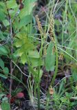 Botrychium lunaria. Спороносящее растение. Республика Алтай, Кош-Агачский р-н, верховье р. Актру, разнотравно-можжевельниковая тундра, ≈ 2300 м н.у.м. 11.07.2022.