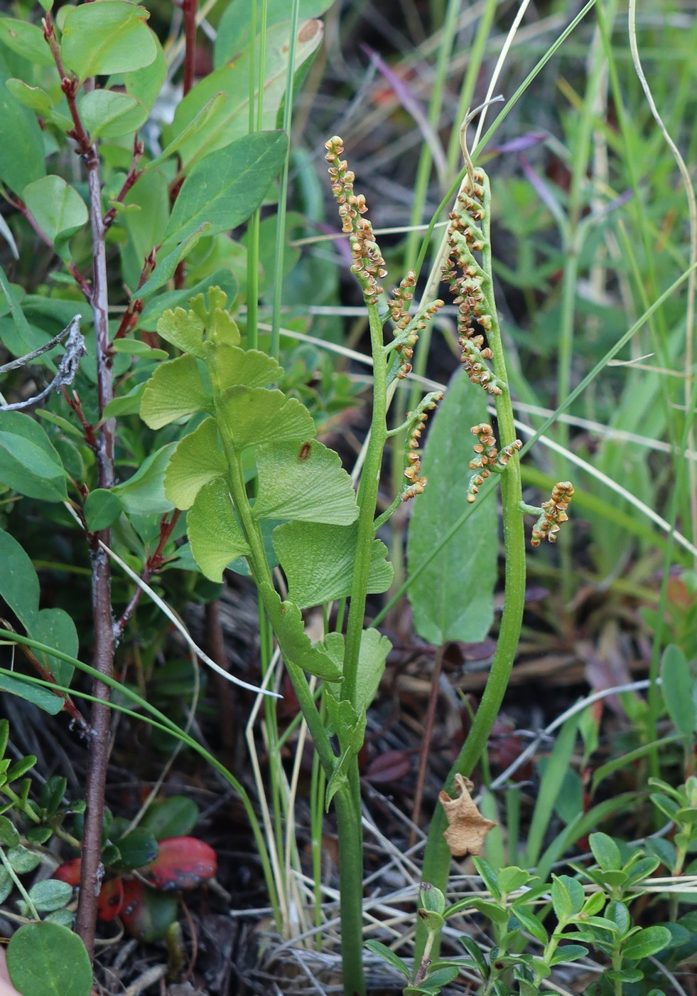 Изображение особи Botrychium lunaria.