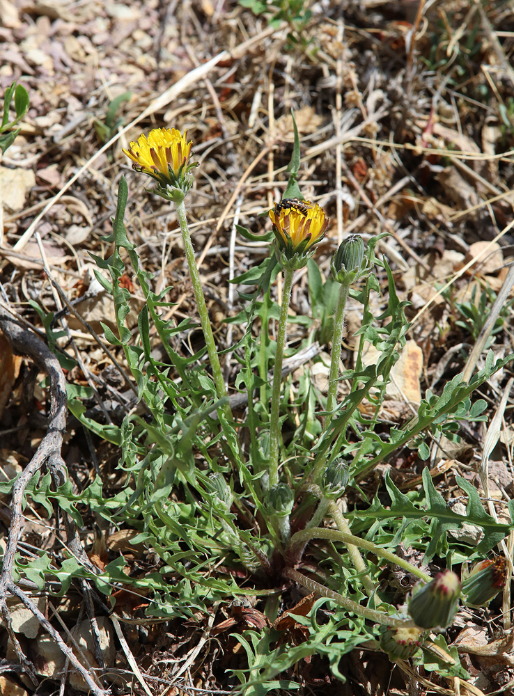 Image of genus Taraxacum specimen.