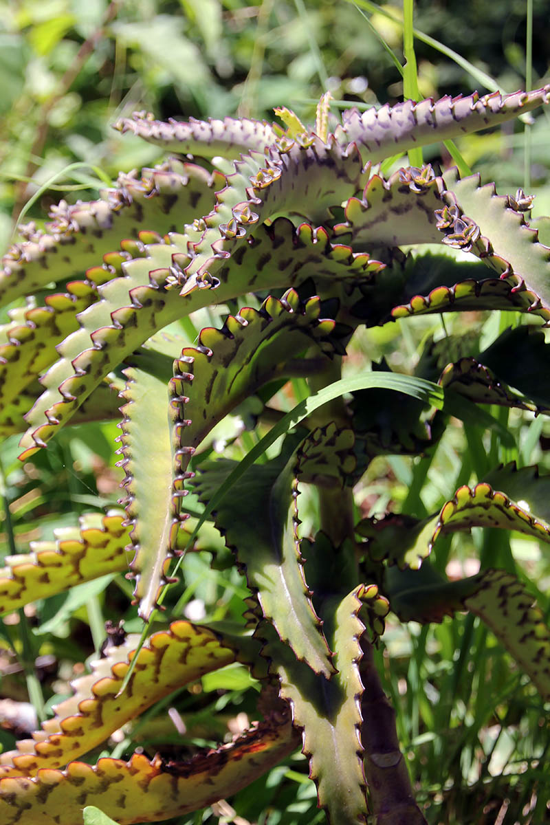 Image of Kalanchoe daigremontiana specimen.