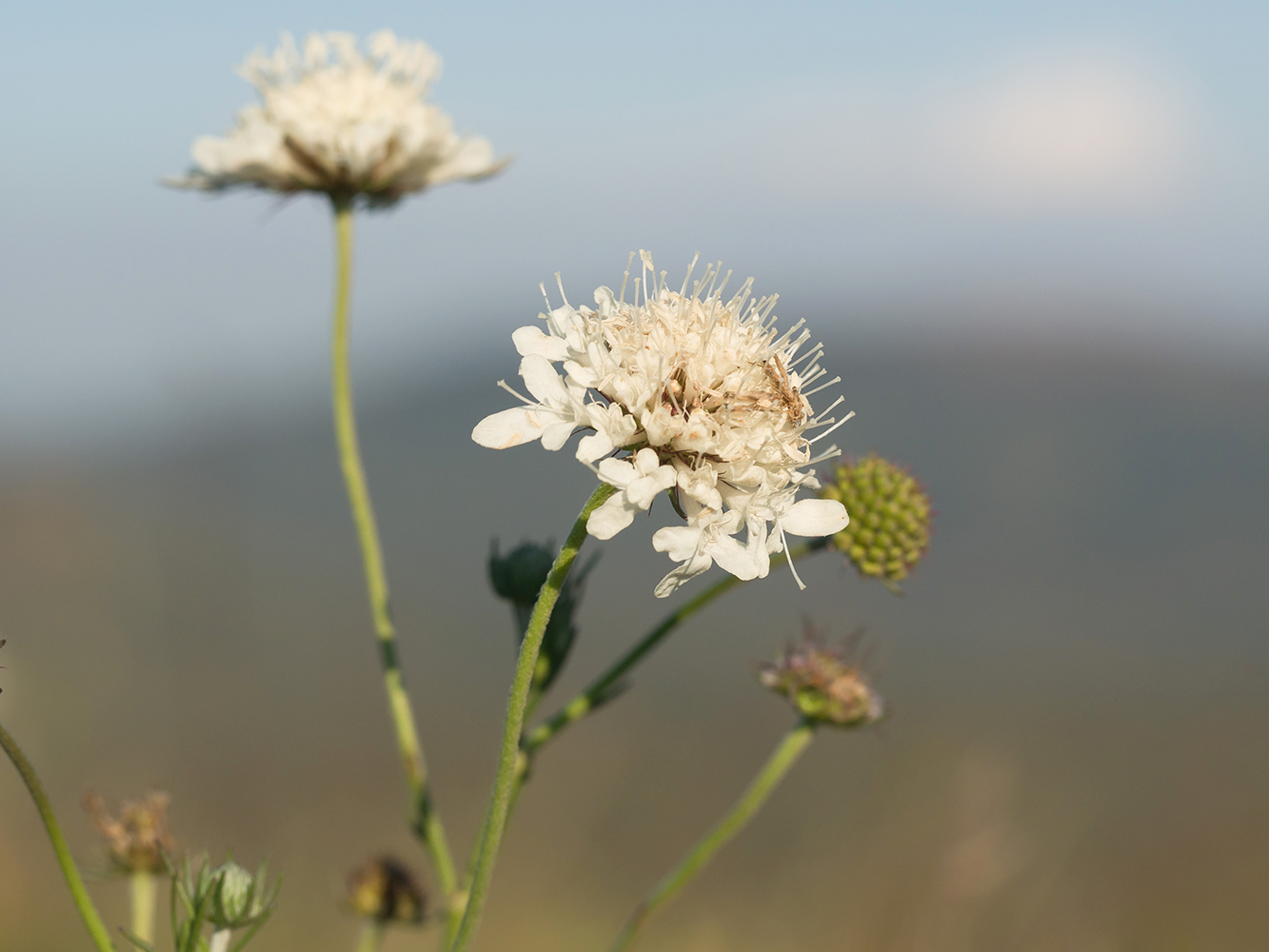 Image of Scabiosa bipinnata specimen.