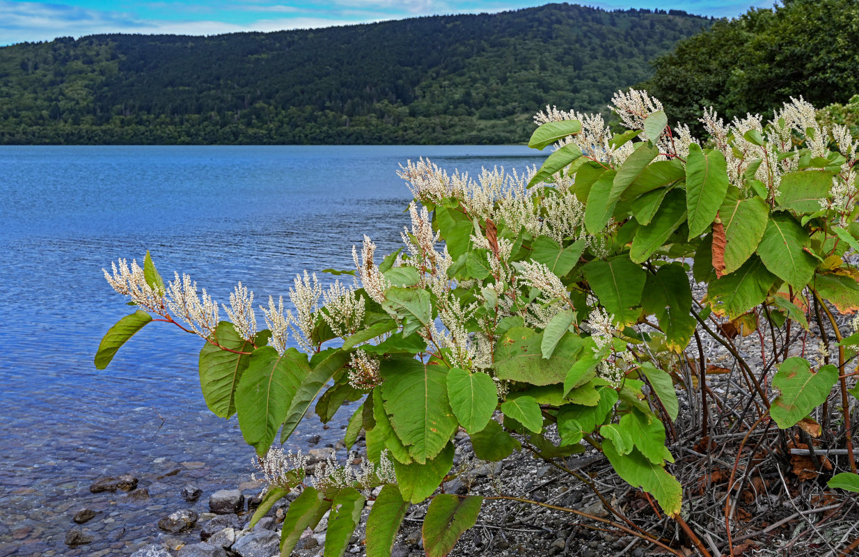 Изображение особи Reynoutria sachalinensis.