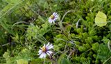 Aster sibiricus. Цветущие растения в сообществе с Empetrum nigrum, Rosa rugosa, Maianthemum dilatatum и др. растениями приморского луга. Камчатский край, г. Петропавловск-Камчатский, Халактырский пляж, приморский луг, борт мелиоративной канавы. 17.08.2022.