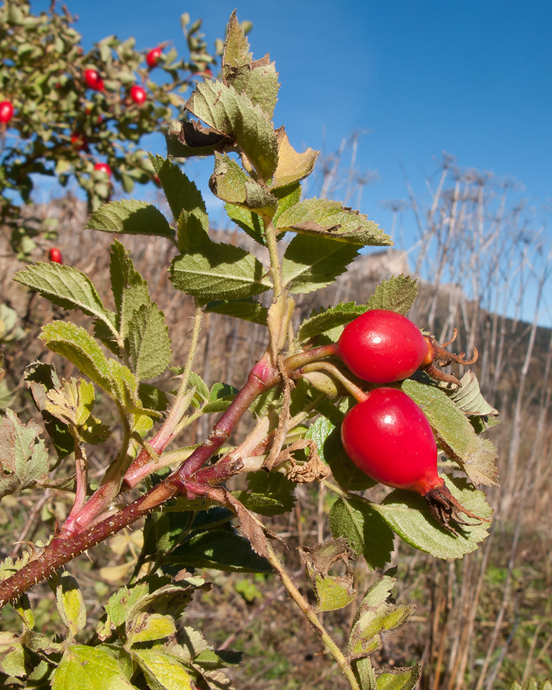 Image of Rosa pulverulenta specimen.