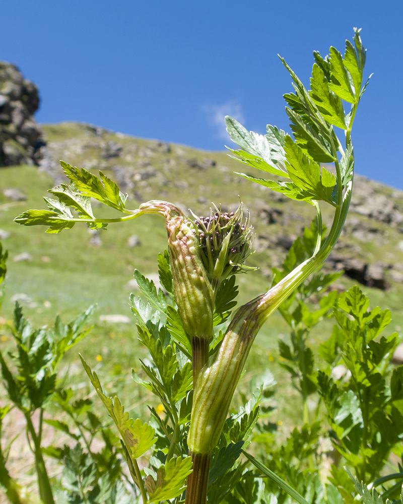 Изображение особи Chaerophyllum rubellum.