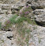 Thymus elenevskyi