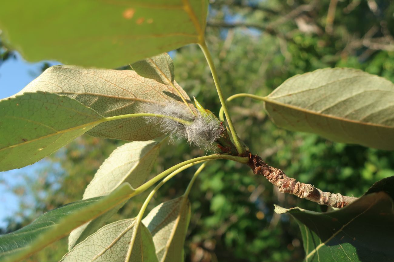 Изображение особи Populus longifolia.