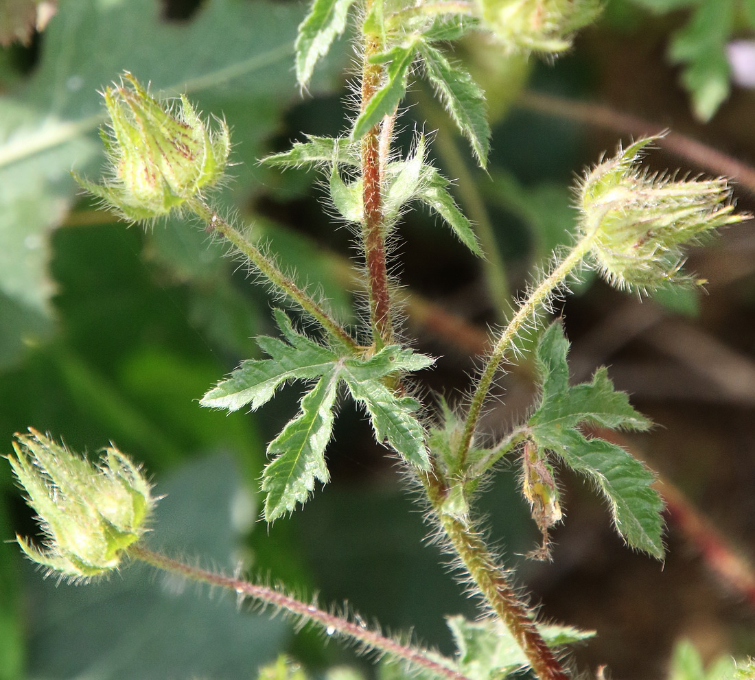 Image of Malva setigera specimen.