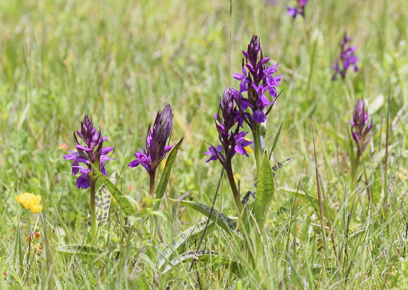 Изображение особи Dactylorhiza majalis.