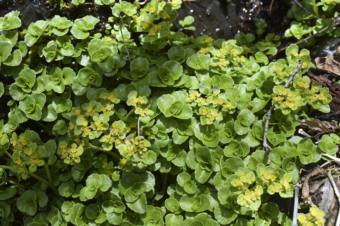 Image of Chrysosplenium oppositifolium specimen.