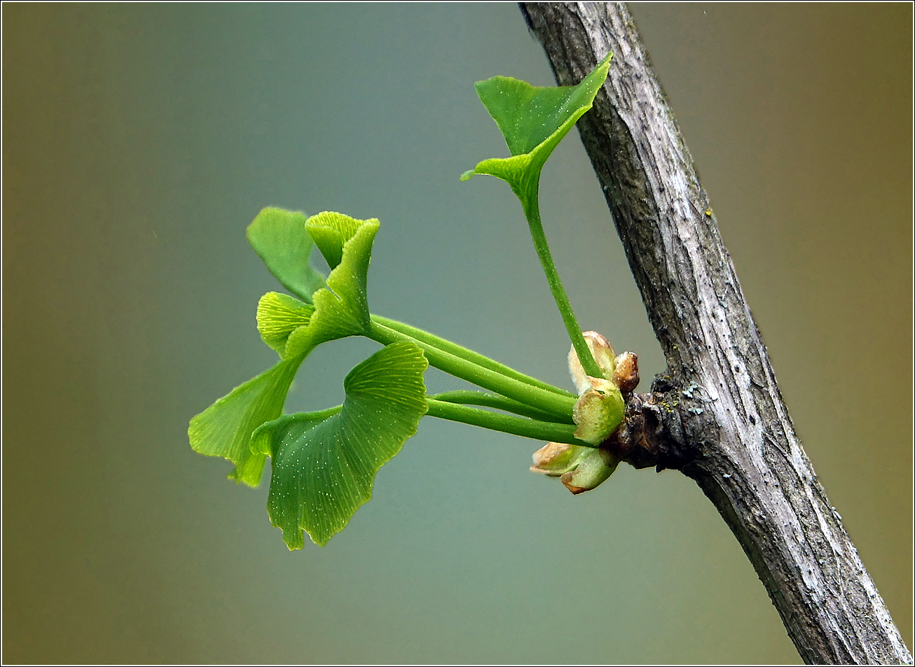 Изображение особи Ginkgo biloba.