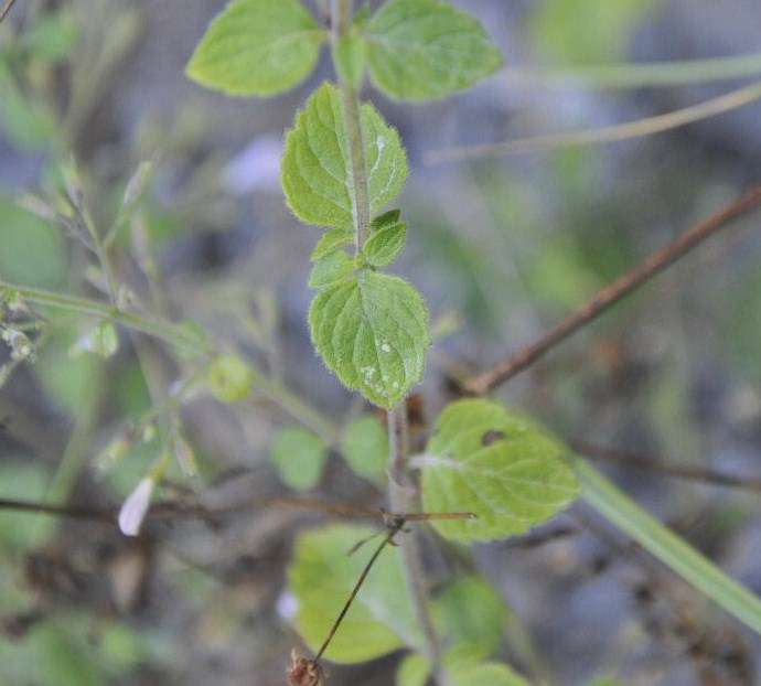 Image of Clinopodium vardarense specimen.