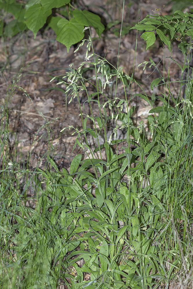 Image of Silene nutans specimen.