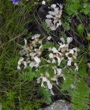Astragalus rupifragus