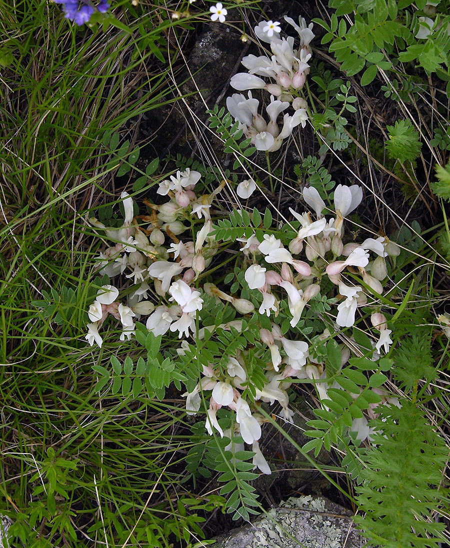 Image of Astragalus rupifragus specimen.