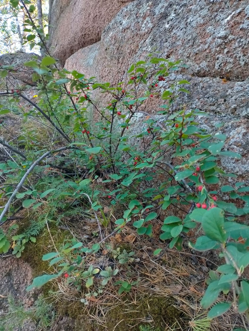 Изображение особи Cotoneaster tjulinae.