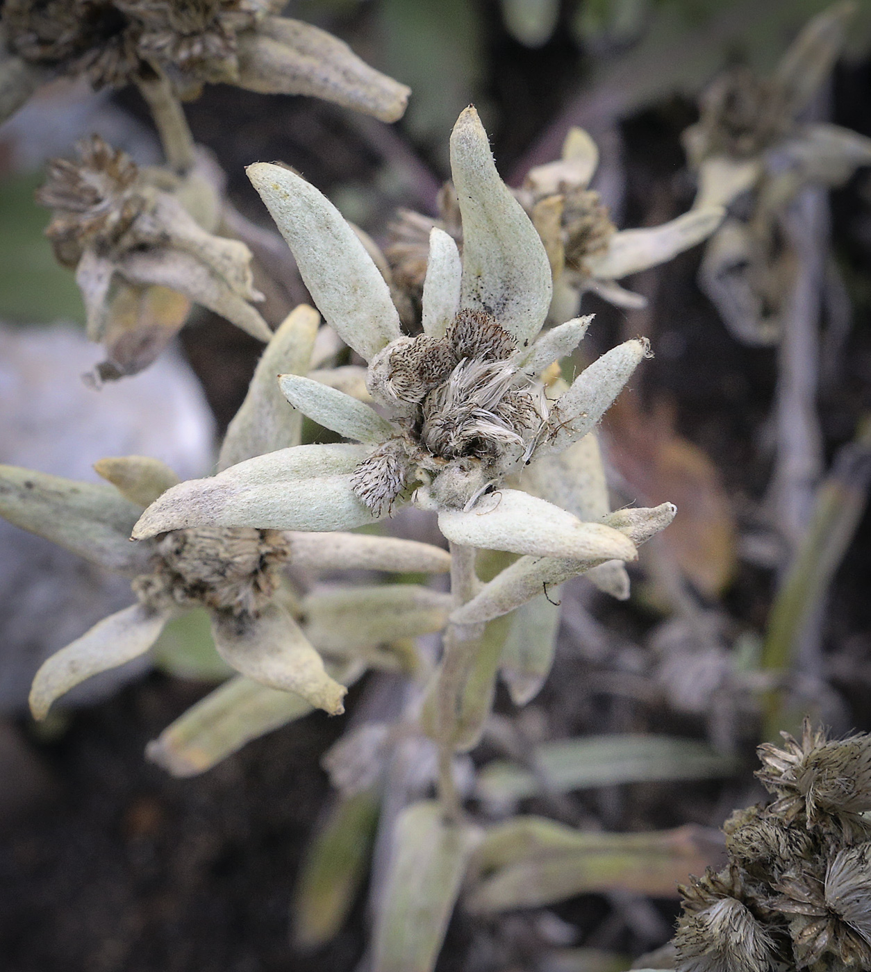 Image of genus Leontopodium specimen.