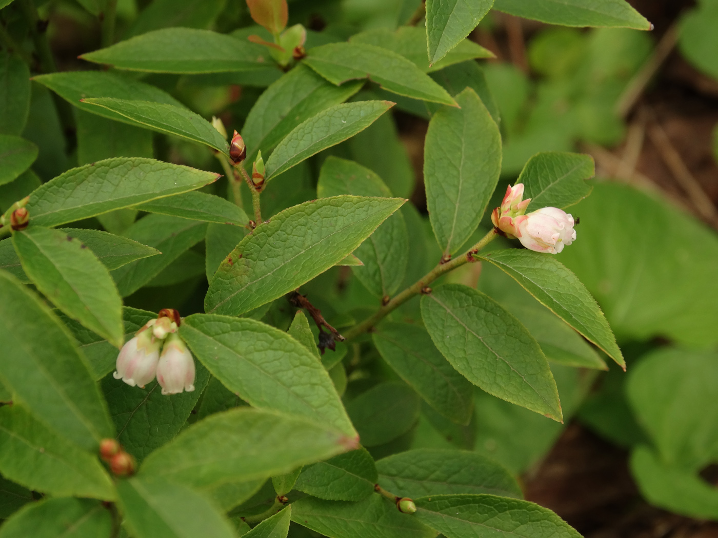 Image of Vaccinium angustifolium specimen.