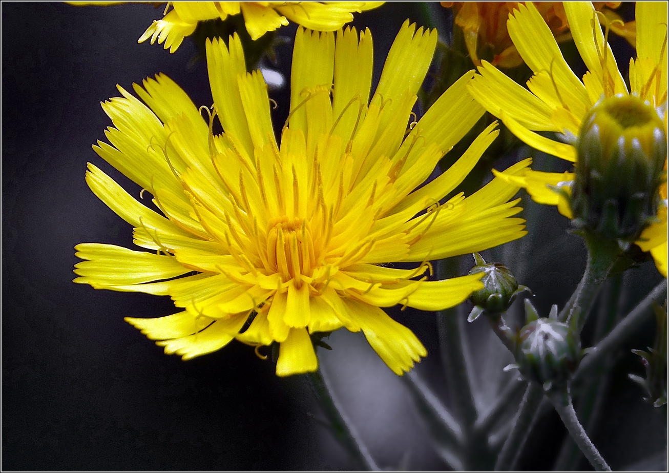 Изображение особи Hieracium umbellatum.