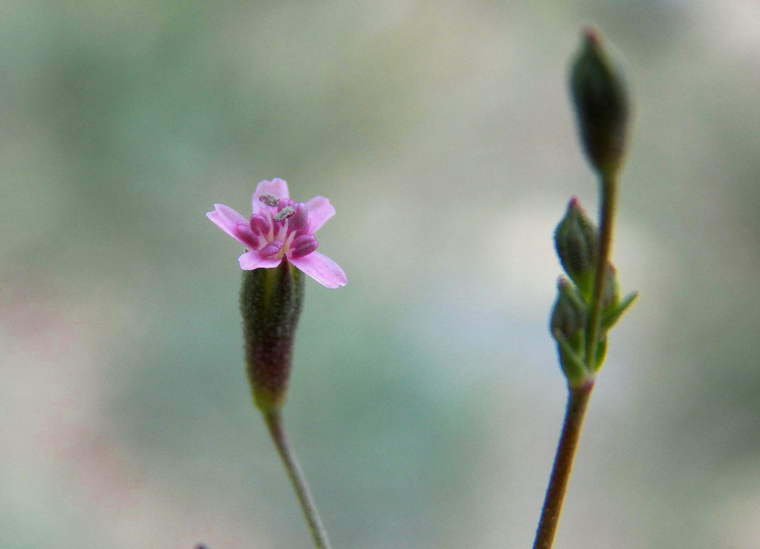 Image of Saponaria griffithiana specimen.