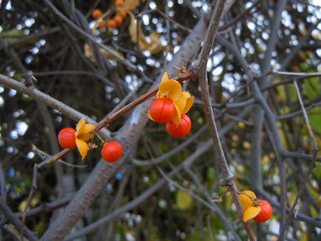 Изображение особи Celastrus orbiculata.