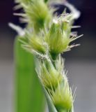Cenchrus echinatus. Колоски (видны рыльца пестиков и тычинки). Таиланд, Бангкок, Донмыанг, жилой квартал, заросший газон. 11.09.2023.