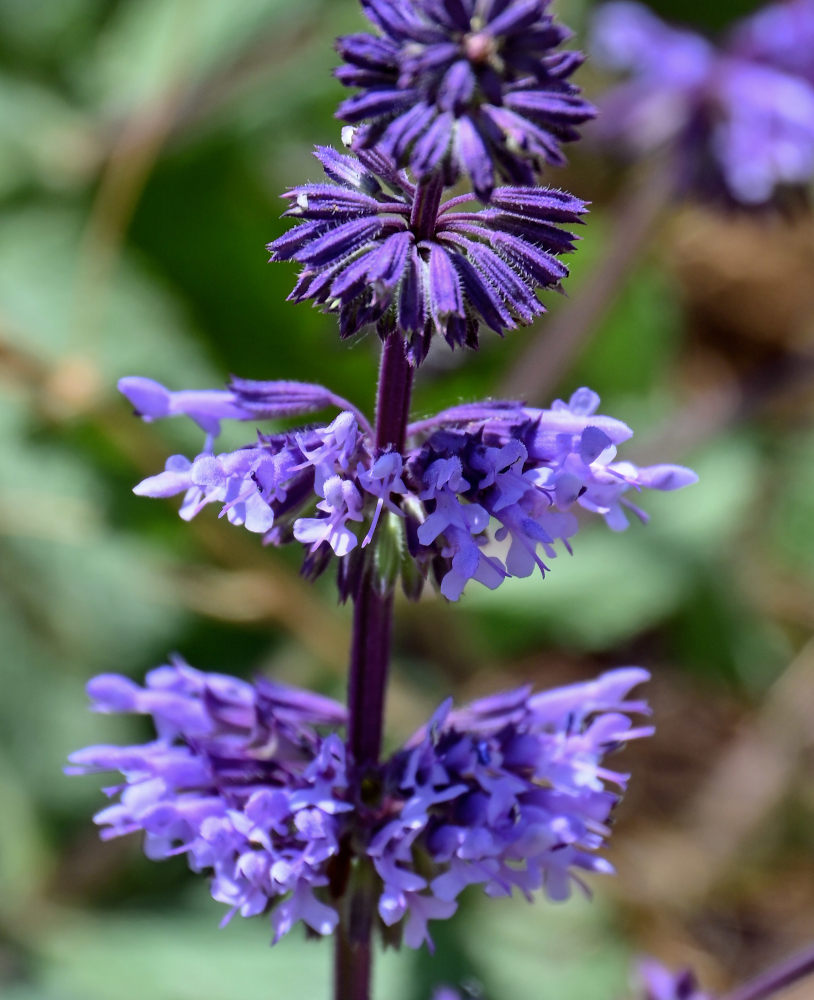 Image of Salvia verticillata specimen.