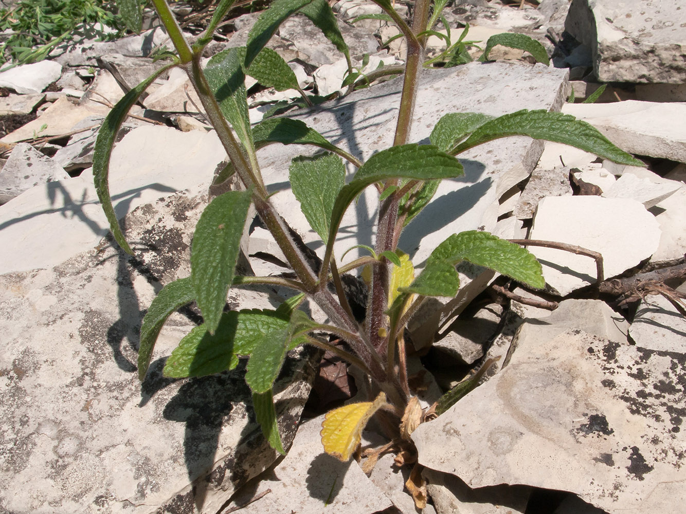 Изображение особи род Stachys.