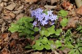 Hepatica nobilis. Цветущее растение. Санкт-Петербург, Дудергофские высоты, широколиственный лес. 14.04.2024.