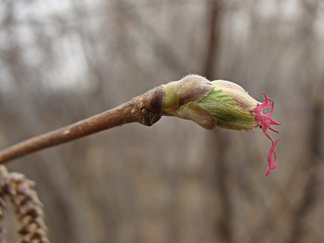 Image of Corylus mandshurica specimen.