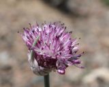 Allium caricifolium. Соцветие. Казахстан, Жетысуская обл., нац. парк \"Алтын-Эмель\", кордон Шыган, щебнистая пустыня. 3 мая 2024 г.