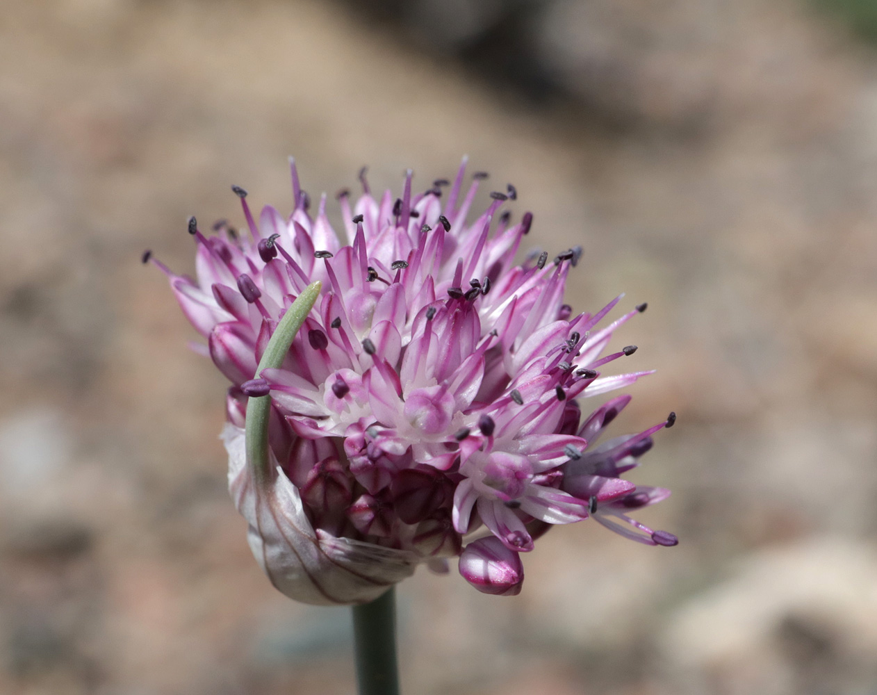 Изображение особи Allium caricifolium.