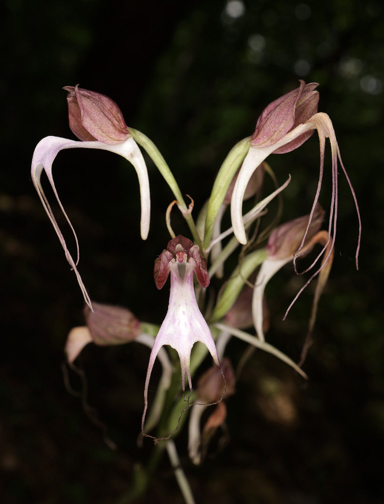 Изображение особи Himantoglossum comperianum.