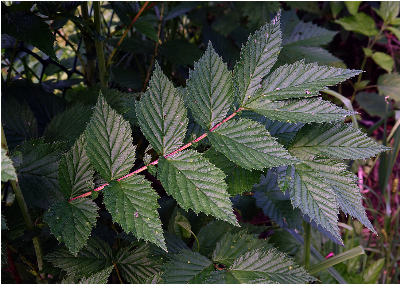 Image of Filipendula ulmaria specimen.