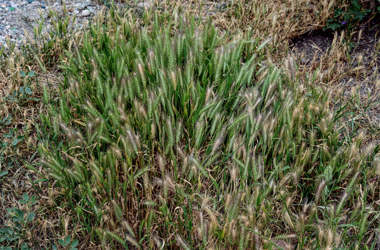 Изображение особи Hordeum murinum.