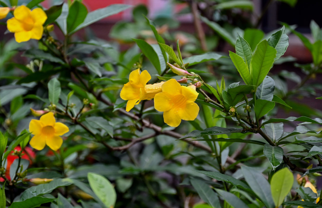 Изображение особи Allamanda schottii.