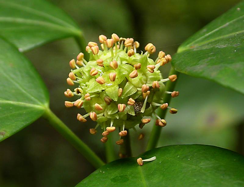 Image of Hedera colchica specimen.