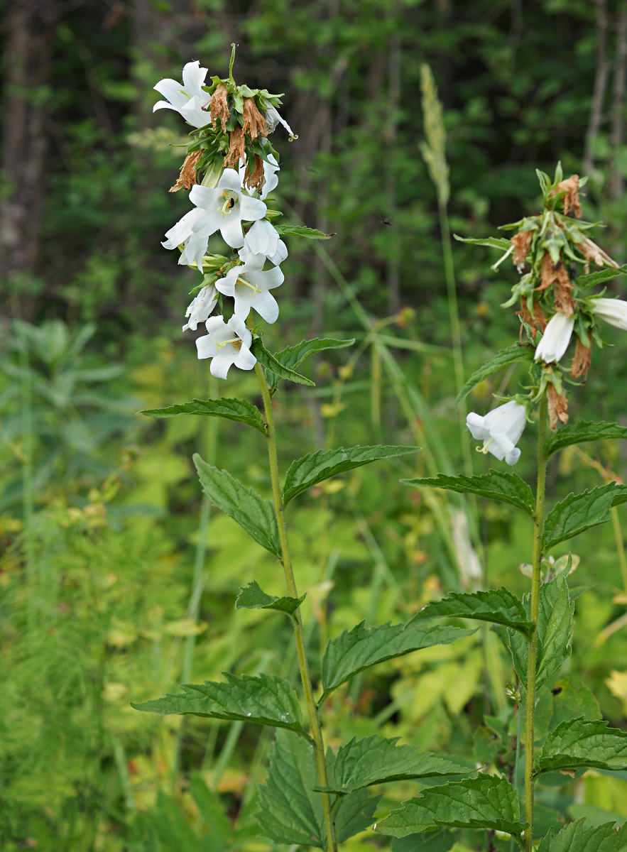 Image of Campanula trachelium specimen.